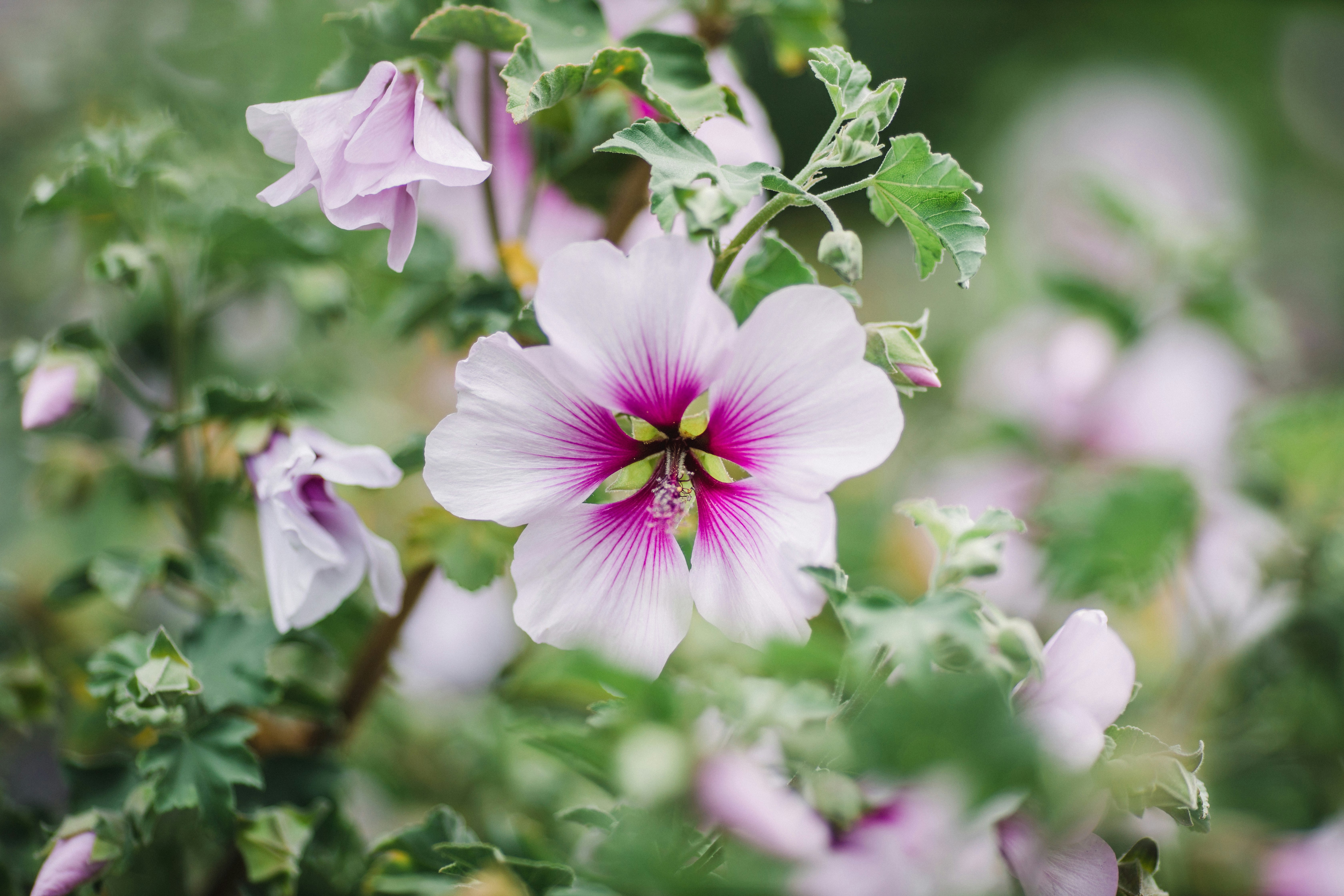 purple and white flower in tilt shift lens